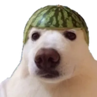 🍉 สุนัข, แตงโม, สัตว์เลี้ยง, สัตว์, หมวก, ตลก telegram sticker