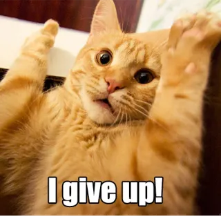 👐 I give up! gato, rendición, meme, divertido, animal, mascota telegram sticker