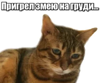 😩 Пригрел змею на груди... cat, snake, cynical, Russian telegram sticker