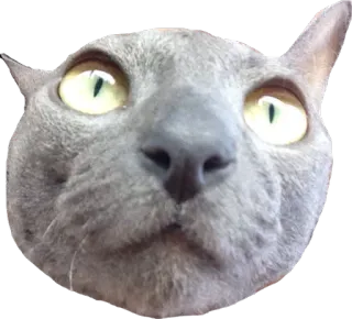 🙄 cat, animal, pet, sticker, gray cat, cute telegram sticker