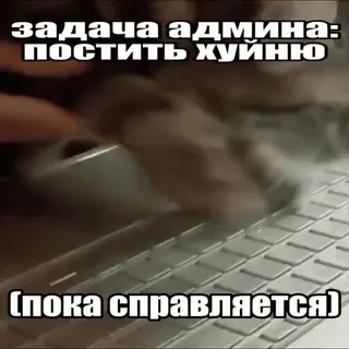 👎 задача админа: постить хуйню (пока справляется) clavier, admin, chat, texte, offensant, internet whatsapp sticker