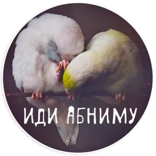🤗 ИДИ ОБНИМУ oiseaux, amour, couple, affection, mignon, amitié, perroquets telegram sticker