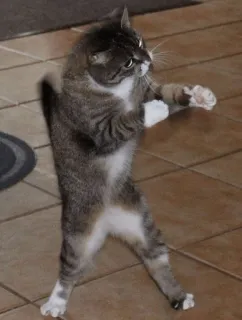👊 chat, drôle, danse, animal, animal de compagnie, animal domestique telegram sticker