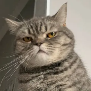 🐭 cat, animal, pet, grumpy, feline, grey cat, british shorthair whatsapp sticker