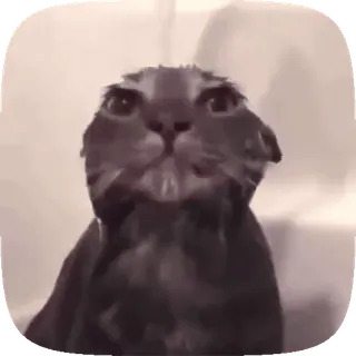 😀 gatto, animale, animale domestico, divertente, meme telegram sticker