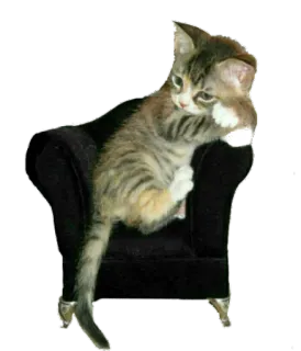 😞 cat, kitten, chair, animal, pet, cute telegram sticker