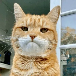 🐈 Katze, getigerte Katze, grumpy, Hauskatze, Haustier, Tier telegram sticker