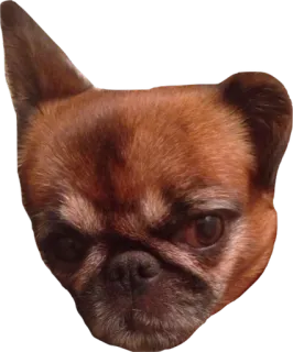 😢 dog, animal, pet, funny, cute, meme telegram sticker