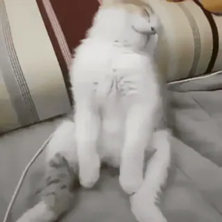 😽 кот, белый, сидящий, животное, питомец whatsapp sticker