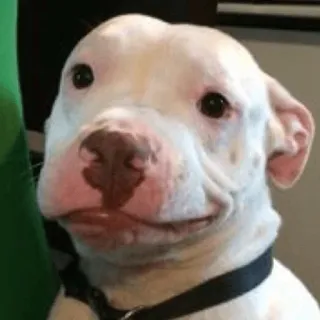 🙂 chien, animal, animal de compagnie, chien blanc, mignon, portrait, animal domestique telegram sticker