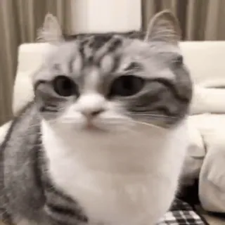 🤨 chat, mignon, animal, chat domestique, animal de compagnie, félin telegram sticker