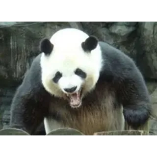 Panda :D telegram stickers