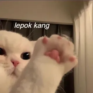 👋 lepok kang แมว, สัตว์, สัตว์เลี้ยง, มีม, ข้อความ, ตลก telegram sticker