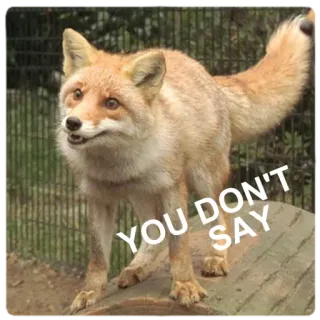 🤭 YOU DON'T SAY fox, animal, meme, sarcastic, funny, wildlife telegram sticker