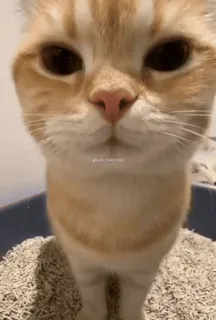 😁 Gryz Knowless cat, animal, pet, cute, portrait telegram sticker