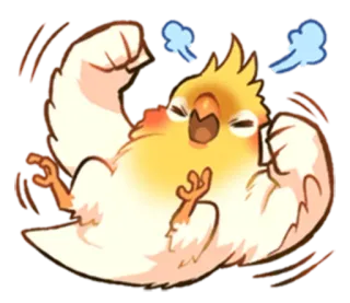 😤 calopsita, pássaro, fofo, animal, engraçado, kawaii, animal de estimação telegram sticker