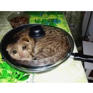 😭 kucing, wajan, hewan, anak kucing, memasak, sedih, imut telegram sticker