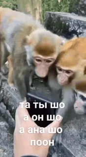 🌟 та ты шо а он шо а ана шо поон monkey, phone, selfie, animals telegram sticker