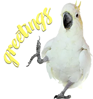 😗 Greetings parrot, bird, greeting, cockatoo, animal telegram sticker