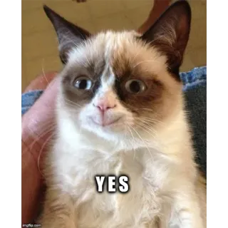 🤗 Grumpy Cat YES gruñón, gato, meme, sí, animal, mascota telegram sticker