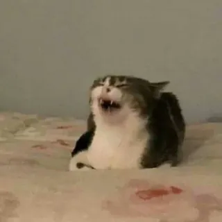 😸 chat, animal, criant, mème, drôle, animal domestique telegram sticker