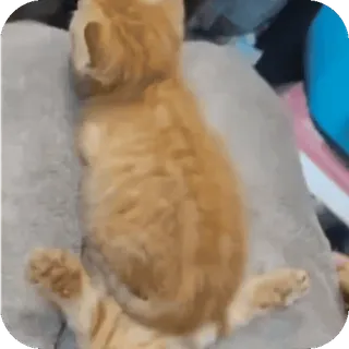 🤩 gatto, gattino, gatto arancione, animale domestico, animale, animale domestico telegram sticker
