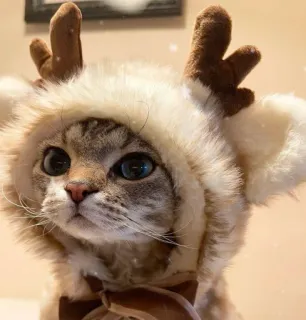 🤩 cat, animal, reindeer, cute, pet, costume, holiday, christmas telegram sticker