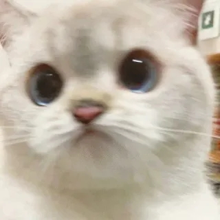 🐱 cat, cute, pet, animal, white cat, blue eyes whatsapp sticker