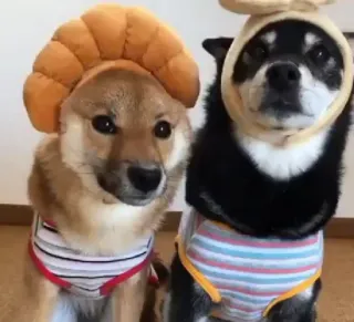 🇫🇷 honden, dieren, huisdieren, shiba inu, kostuums, schattig telegram sticker