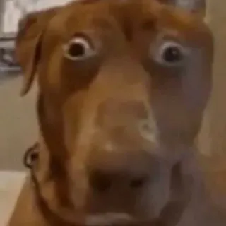 😳 dog, funny, scared, shocked, surprised, animal, meme whatsapp sticker