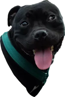 😏 dog, animal, pet, black dog, domestic animal, cute, portrait whatsapp sticker
