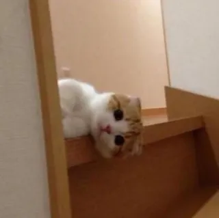 🖐 cat, kitten, stairs, animal, pet, cute telegram sticker