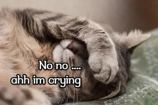 😢 No no.... ahh im crying kucing, menangis, sedih, meme, emosional, lucu telegram sticker