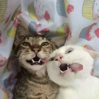 🐱 gatos, animais, lambendo, línguas, engraçado, animais de estimação telegram sticker