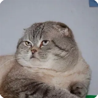 😐 猫, 可愛い, 動物, ペット, スコティッシュフォールド, 飼い猫 telegram sticker