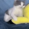 👊