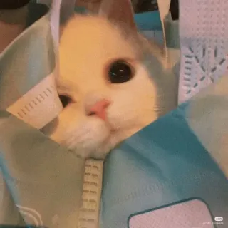 💓 кот, животное, милый, питомец, домашний кот whatsapp sticker