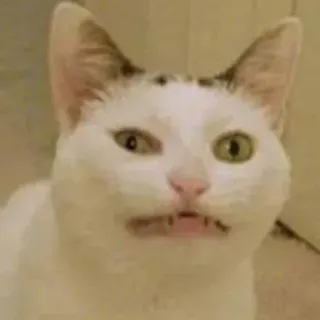 😫 猫, 动物, 搞笑, 表情包, 白猫 telegram sticker