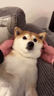 Shiba Inu Vimdeos #3 @LegendaryKeys telegram stickers