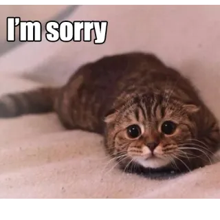😞 I'm sorry gato, lo siento, disculpa, lindo, animal, meme telegram sticker