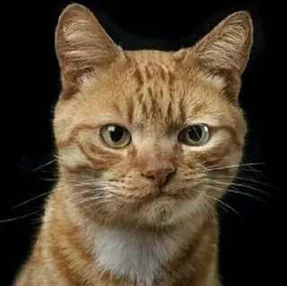 🐈 고양이, 애완동물, 동물, 고양이과, 집고양이, 주황 고양이, 포유류 telegram sticker