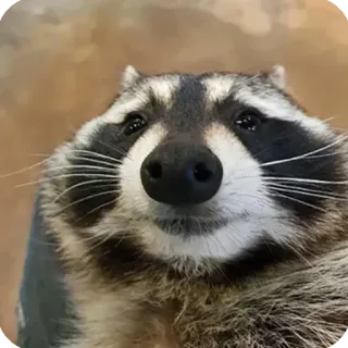 🙂 guaxinim, animal, fofo, mamífero, vida selvagem, retrato telegram sticker