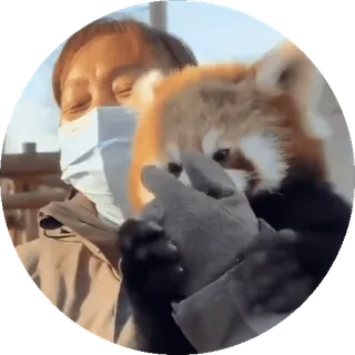 🐼 panda mała, zwierzę, słodki, maska, pandemia, opiekun zwierząt, trzymający zwierzę, rękawiczki telegram sticker