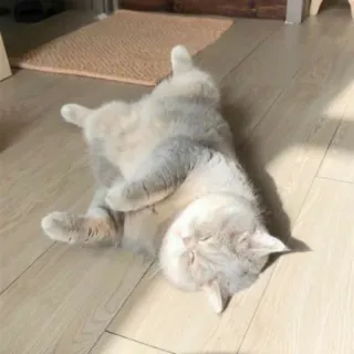 😴 Katze, schlafend, süß, Tier, Haustier telegram sticker