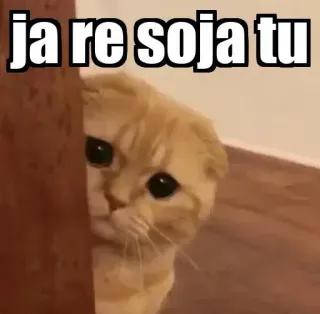 👀 ja re soja tu gato, meme, lindo, mascota, gracioso, animal telegram sticker