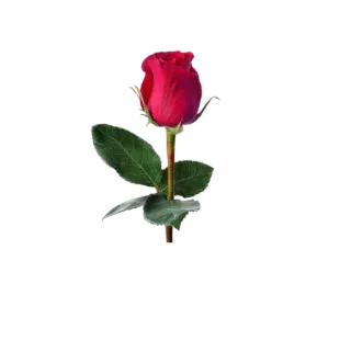 😩 Rose, Blume, Rot, Pflanze, Blumenmuster telegram sticker