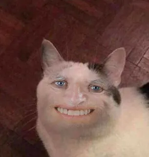 ✨ 猫, 人脸, 搞笑, 表情包, 奇怪, 动物, 宠物 telegram sticker