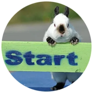 🎬 Start rabbit, bunny, start, animal, cute telegram sticker