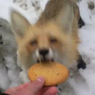 🦊 Finnegan Fox SaveAFox Rescue whatsapp sticker