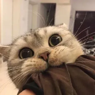 🥰 gato, animal, lindo, mascota, gatito whatsapp sticker